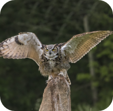 Great Horned Owl